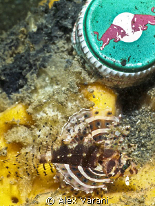 Tiny scorpionfish by Alex Varani 